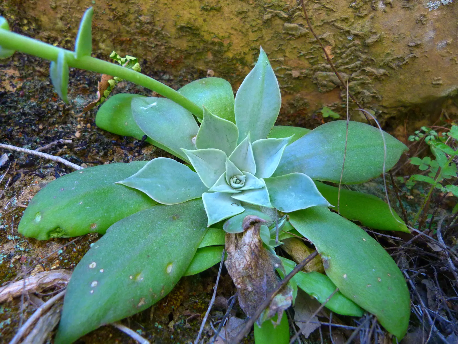 Canyon Live-Forever. (Dudleya Cymosa) — succulent with yellow blooms; during the spring and early summer