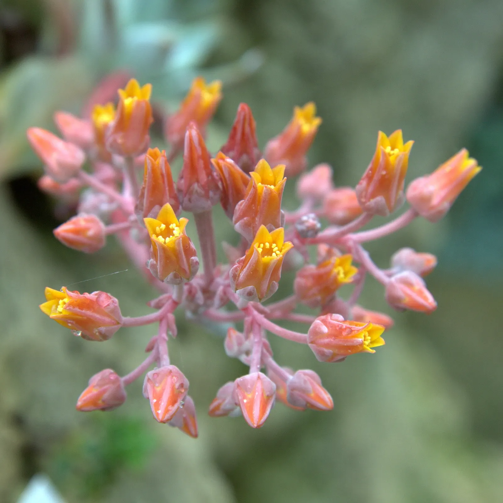 Canyon Live-Forever. (Dudleya Cymosa) — From spring to early summer, it boasts vibrant yellow-orange flowers on stems reaching up to 1 foot tall, image 59
