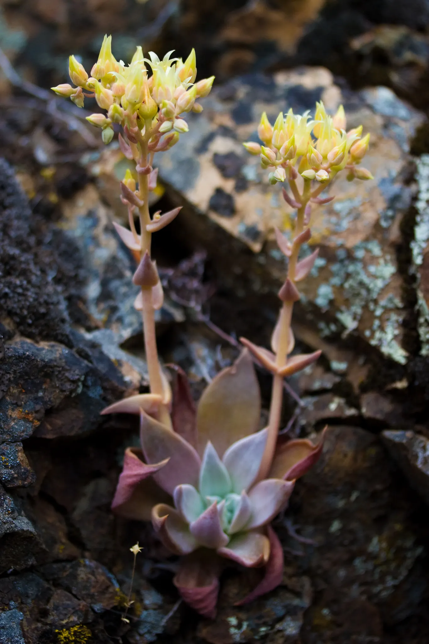 Canyon Live-Forever. (Dudleya Cymosa) — this plant showcases its true glory with flowering stalks that can soar between 1 to 2 feet tall