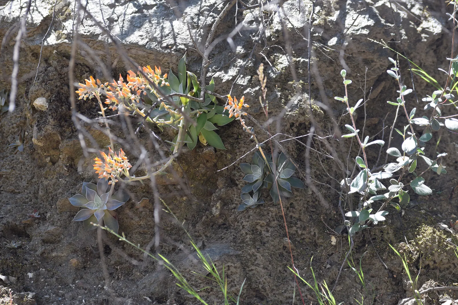 Canyon Live-Forever. (Dudleya Cymosa) — depending on the particular subspecies and growing conditions; excelling in well-drained soils, it requires, image 73