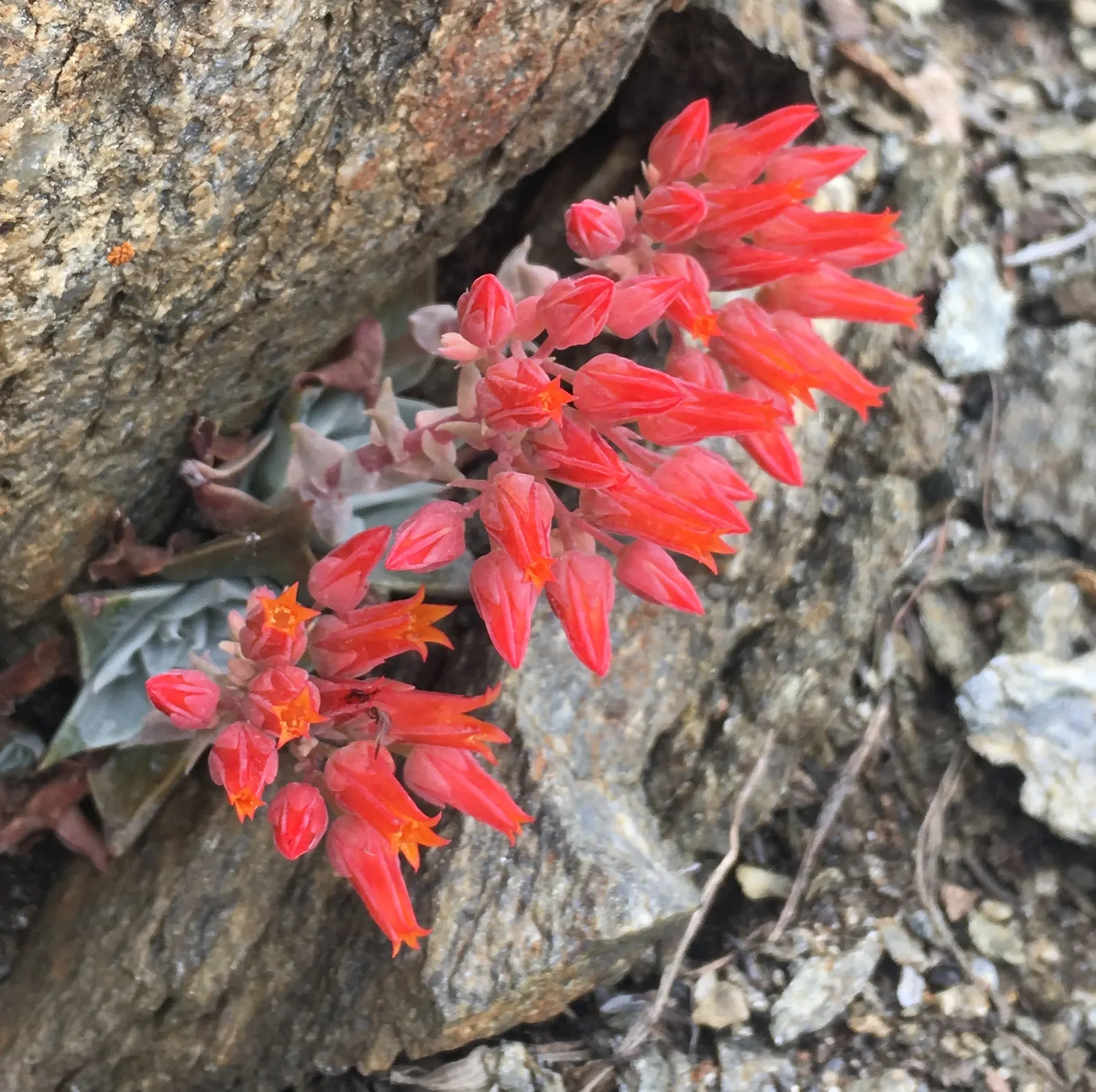 Canyon Live-Forever. (Dudleya Cymosa) — It is best used in rock gardens, as an accent in drought-tolerant landscapes, or on slopes for erosion control; during