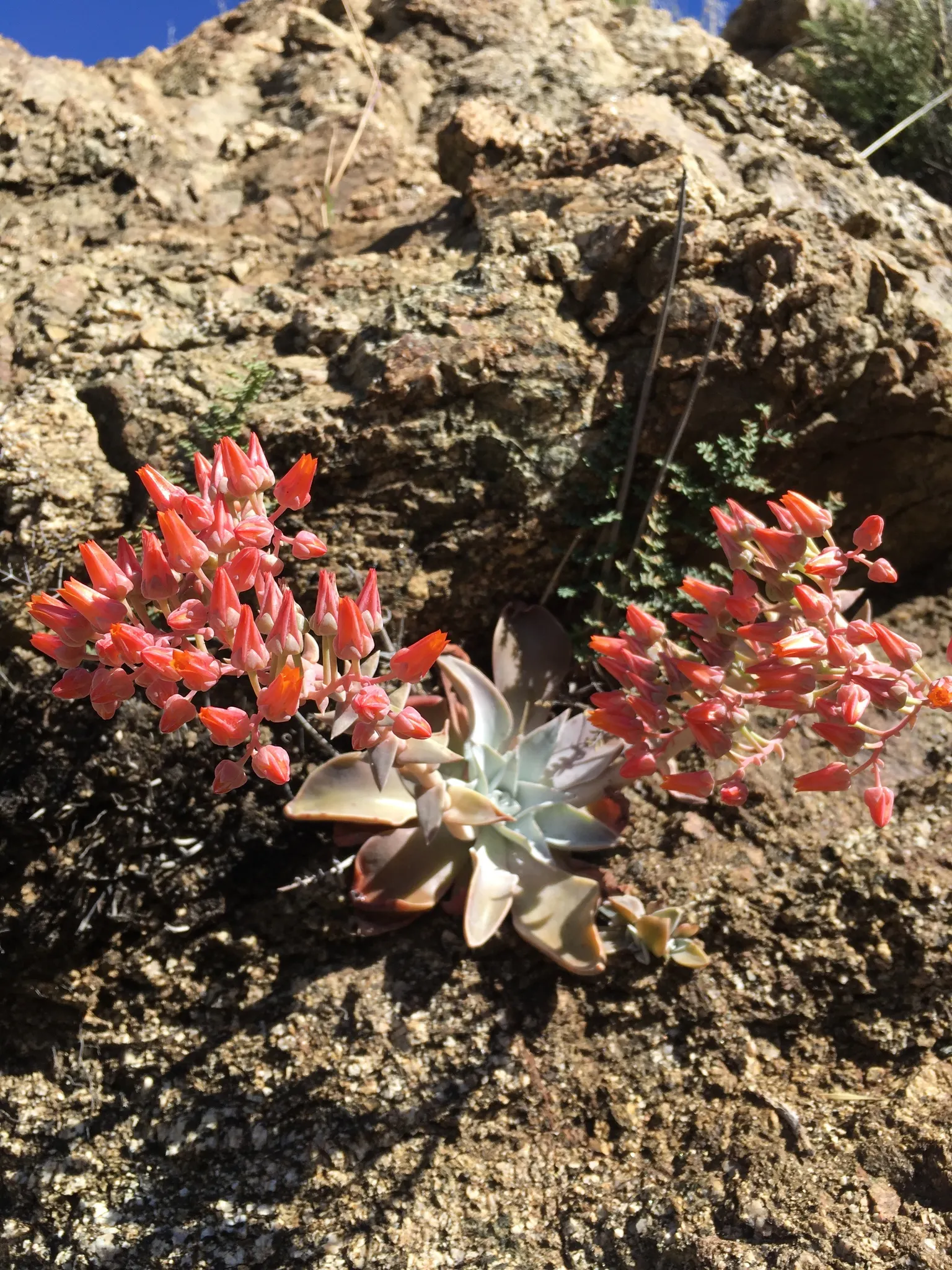 Canyon Live-Forever. (Dudleya Cymosa) — the leaves can reach up to 8 inches in height and width; ensuring a visually stunning and healthy garden addition