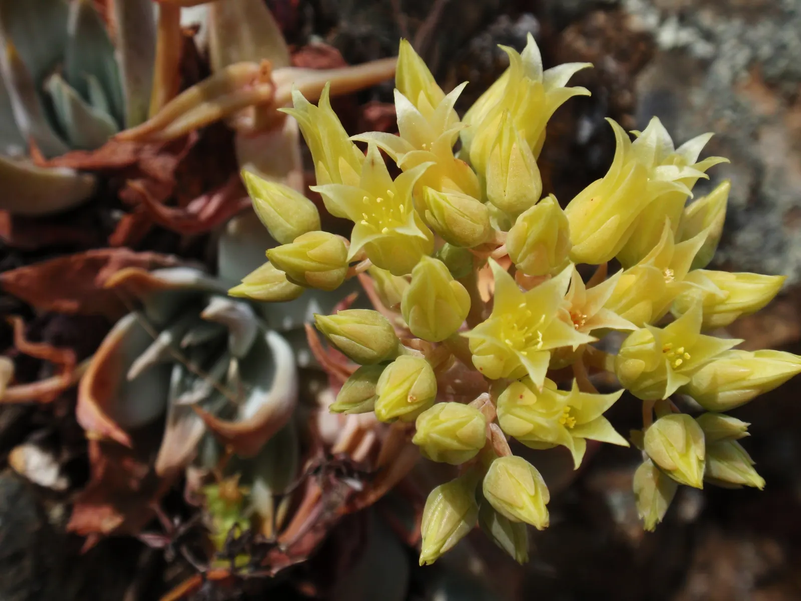 Canyon Live-Forever. (Dudleya Cymosa) — It forms striking rosettes up to 8 inches across, with waxy, tapered leaves; indicating resilience against cooler