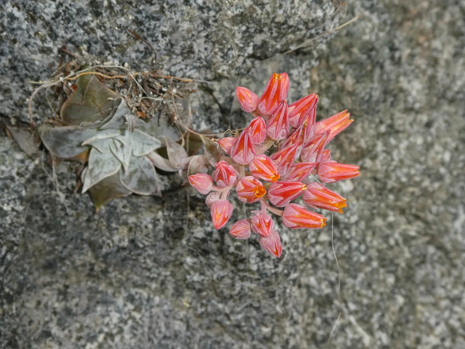 Canyon Live-Forever. (Dudleya Cymosa) — The Canyon Live-Forever, Dudleya cymosa, is a perennial succulent native to Californian cliffs; excelling in, image 57