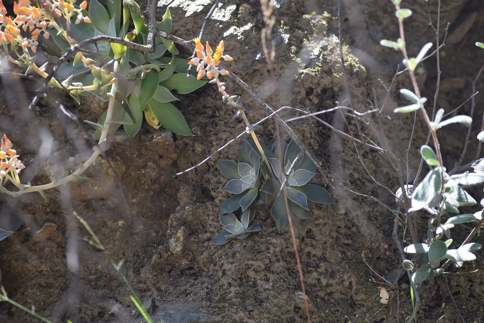 Canyon Live-Forever. (Dudleya Cymosa) — radiating from the plant's base; indicating resilience against cooler temperatures