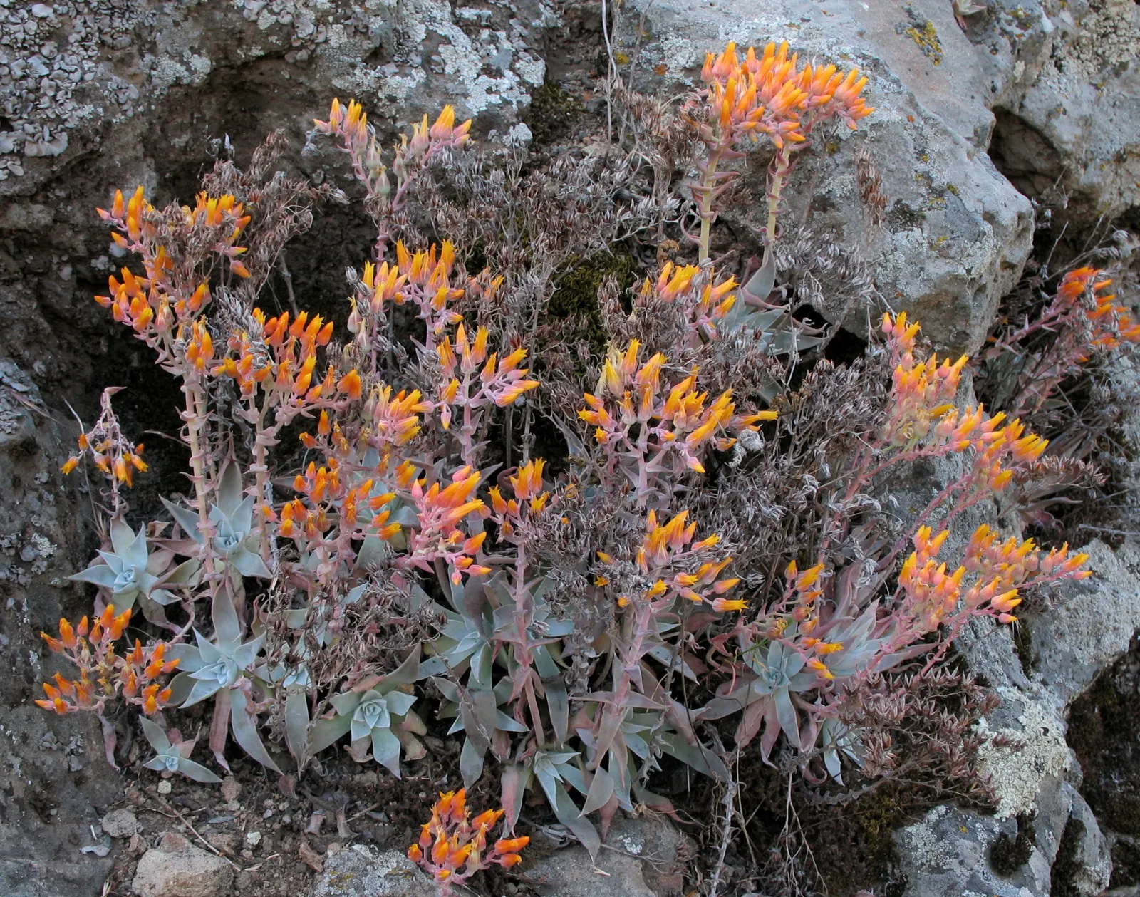 Canyon Live-Forever. (Dudleya Cymosa) — Typically green with red or purple tints; during the spring and early summer