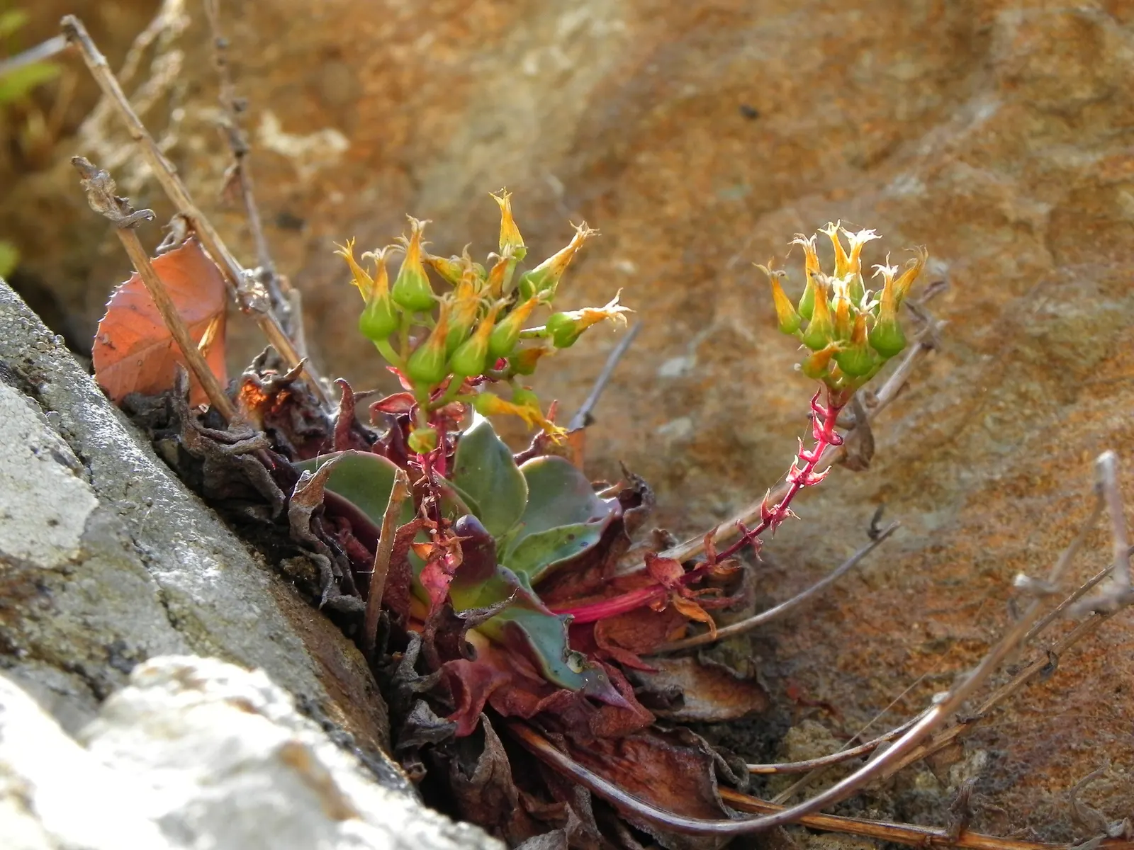 Canyon Live-Forever. (Dudleya Cymosa) — Excelling in well-drained soils, it requires minimal water, making it ideal for drought-tolerant gardens; ensuring a