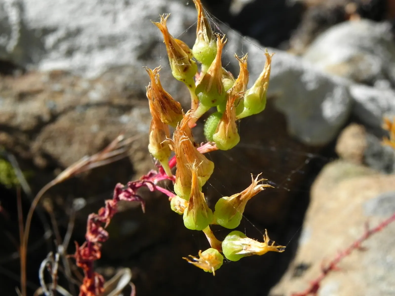 Canyon Live-Forever. (Dudleya Cymosa) — indicating resilience against cooler temperatures; during the spring and early summer