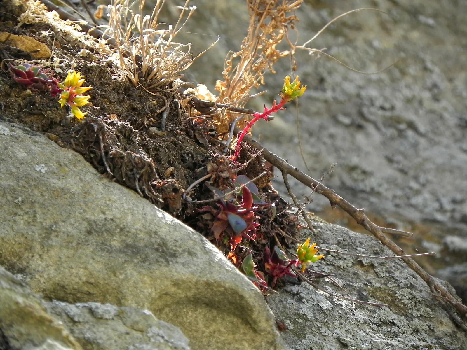 Canyon Live-Forever. (Dudleya Cymosa) — Full sun to part shade recommended; indicating resilience against cooler temperatures, image 62