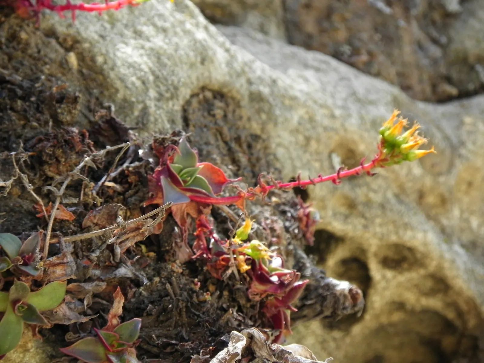 Canyon Live-Forever. (Dudleya Cymosa) — down to as low as -20°F in winter months.<br><br>The Dudleya cymosa features fleshy; ensuring a, image 68