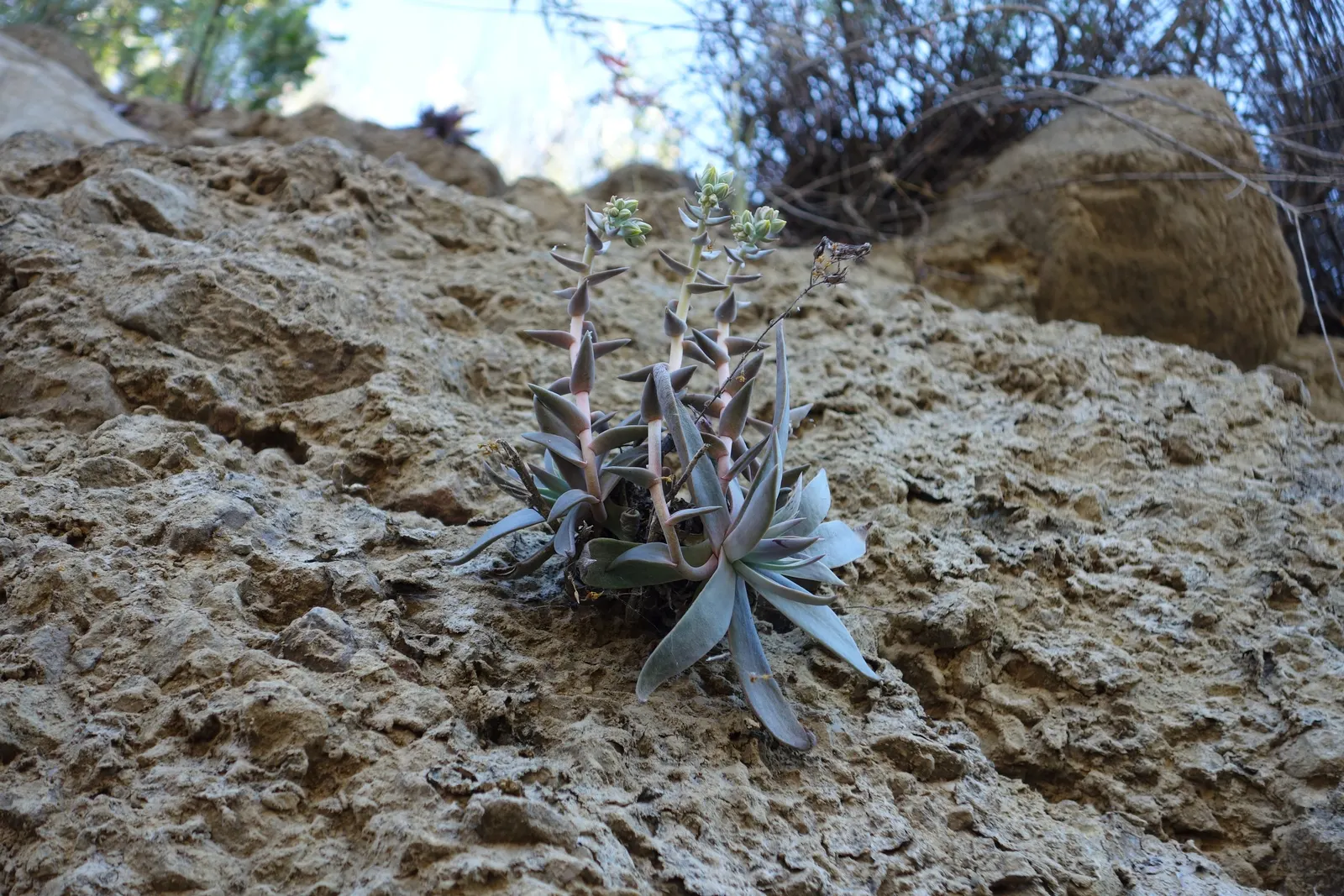 Canyon Live-Forever. (Dudleya Cymosa) — The bright yellow or red-orange flowers are lantern-shaped and dangle from the stalk; ensuring a visually, image 76