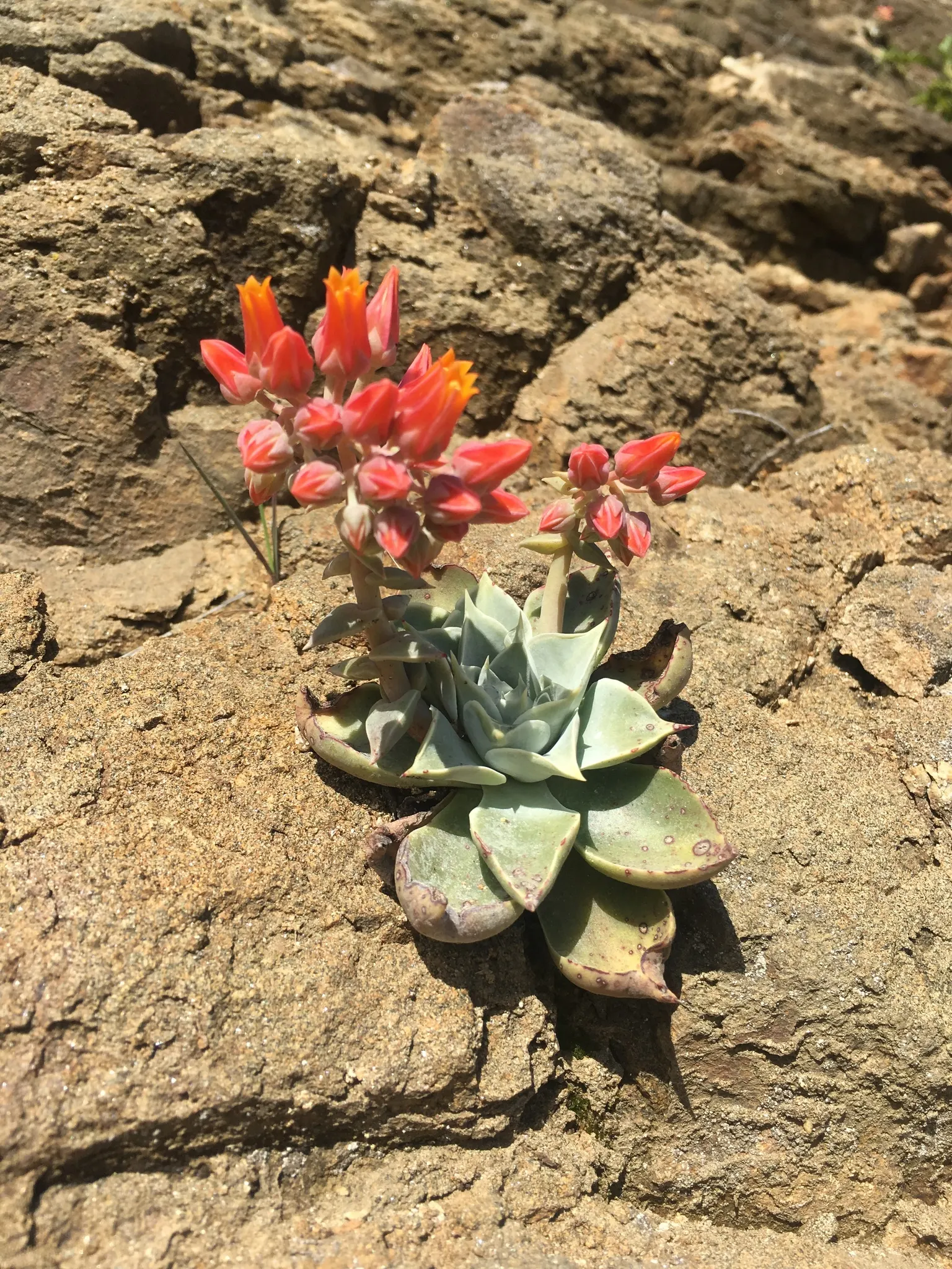 Canyon Live-Forever. (Dudleya Cymosa) — yellow flowers in the garden; indicating resilience against cooler temperatures