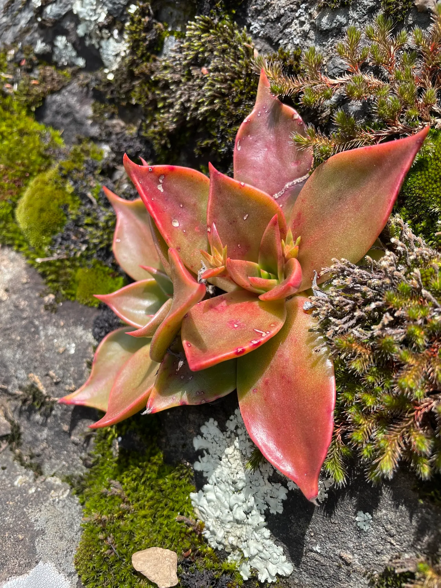 Canyon Live-Forever. (Dudleya Cymosa) — The Canyon Live-Forever, Dudleya cymosa, is a perennial succulent native to Californian cliffs; excelling in, image 85