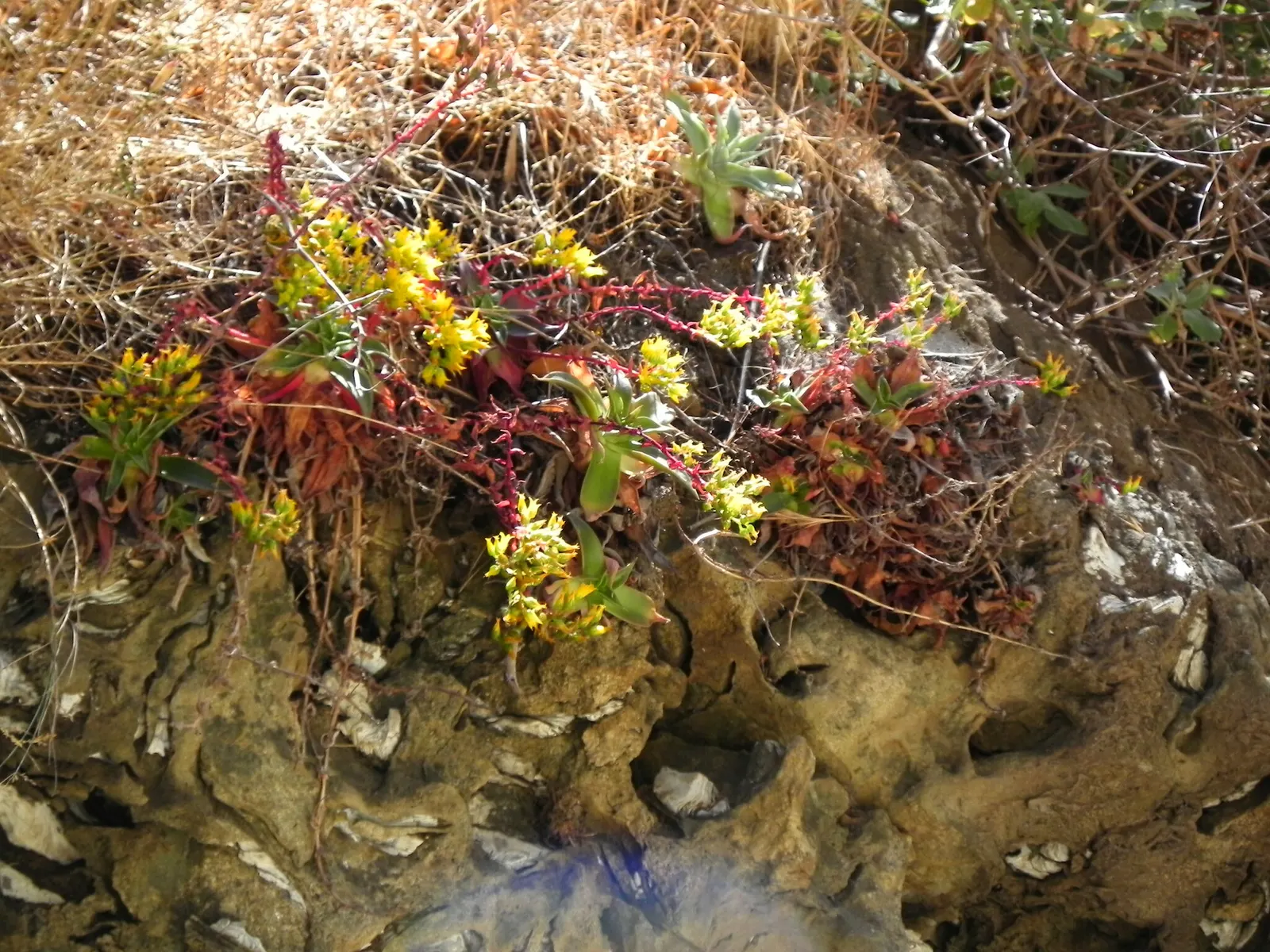 Canyon Live-Forever. (Dudleya Cymosa) — scientifically known as Dudleya cymosa