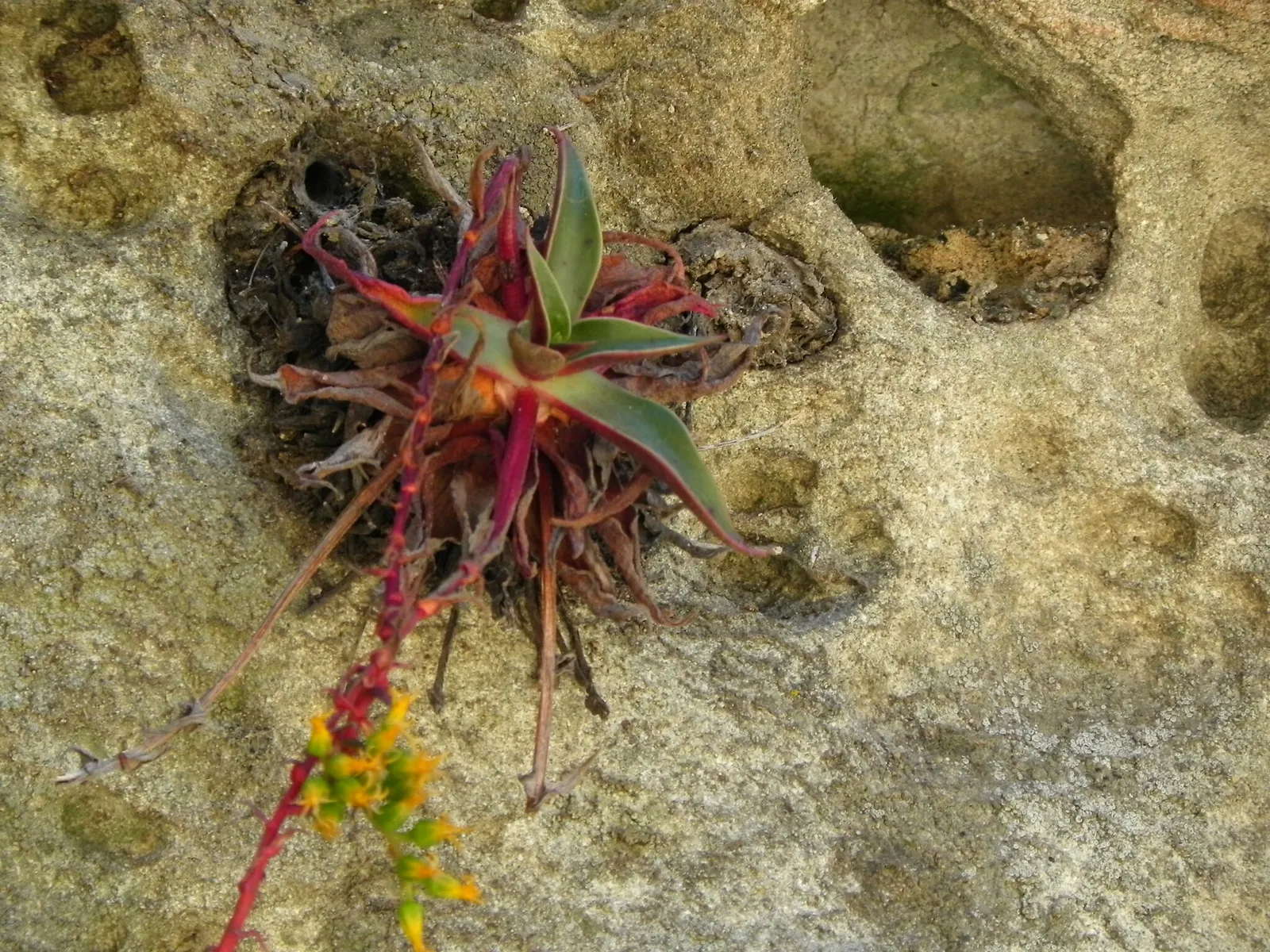 Canyon Live-Forever. (Dudleya Cymosa) — the leaves can reach up to 8 inches in height and width