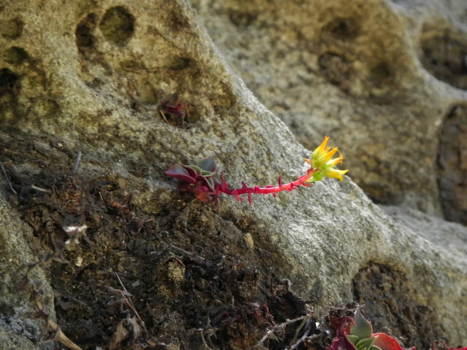 Canyon Live-Forever. (Dudleya Cymosa) — succulent for full or half; ensuring a visually stunning and healthy garden addition