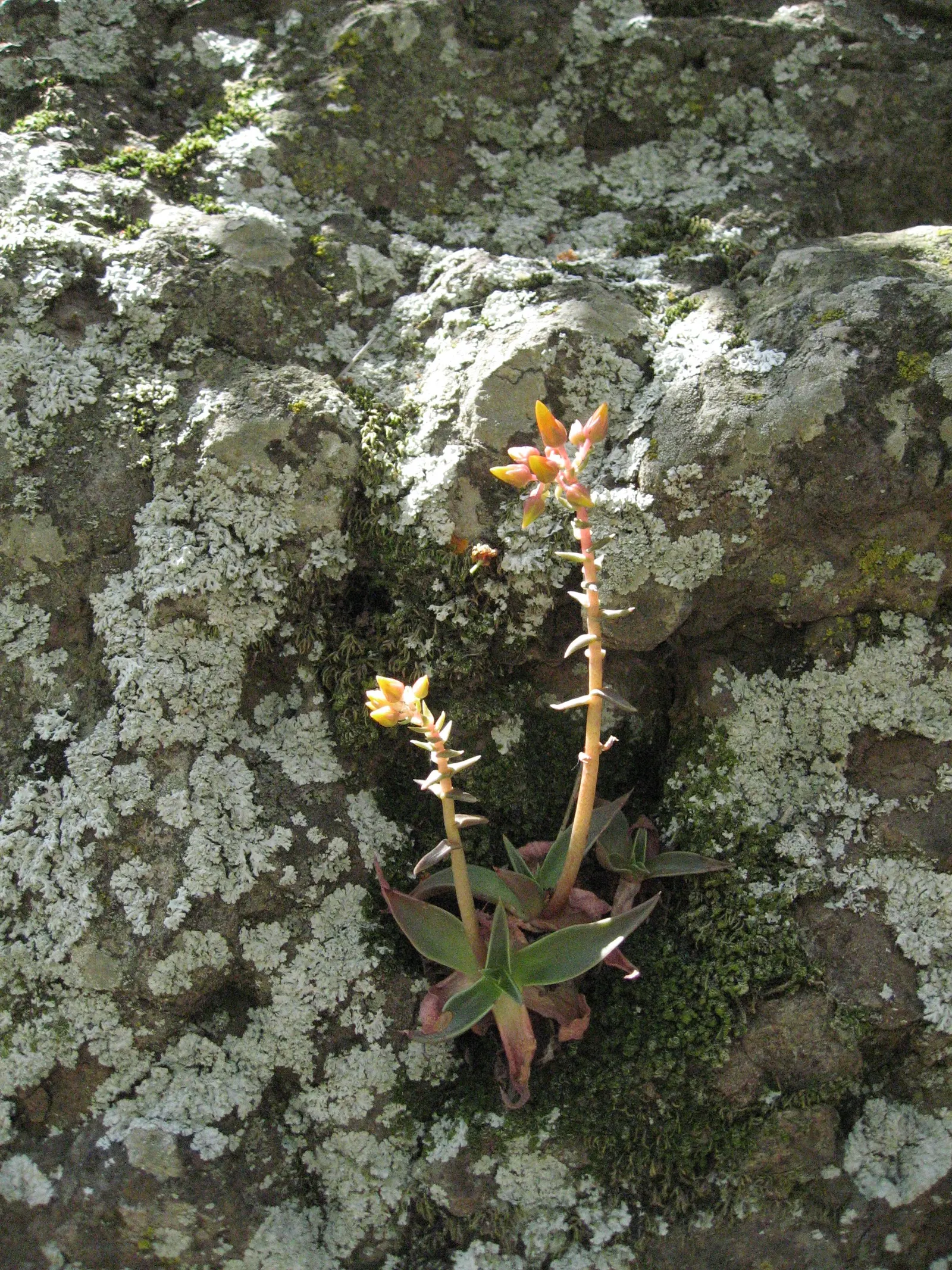 Canyon Live-Forever. (Dudleya Cymosa) — ensuring a visually stunning and healthy garden addition; excelling in well-drained soils, it requires minimal water