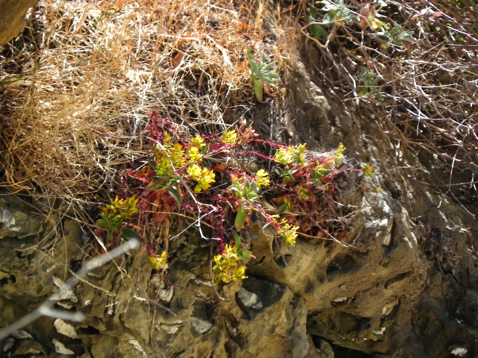 Canyon Live-Forever. (Dudleya Cymosa) — depending on the particular subspecies and growing conditions