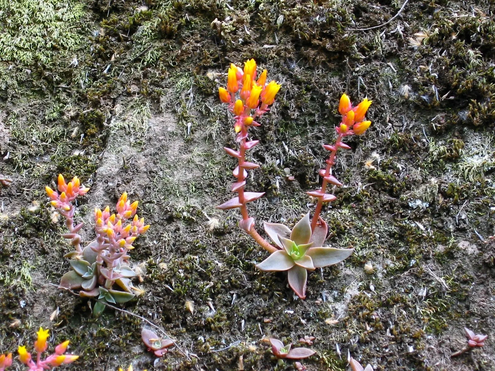 Canyon Live-Forever. (Dudleya Cymosa) — It forms striking rosettes up to 8 inches across, with waxy, tapered leaves