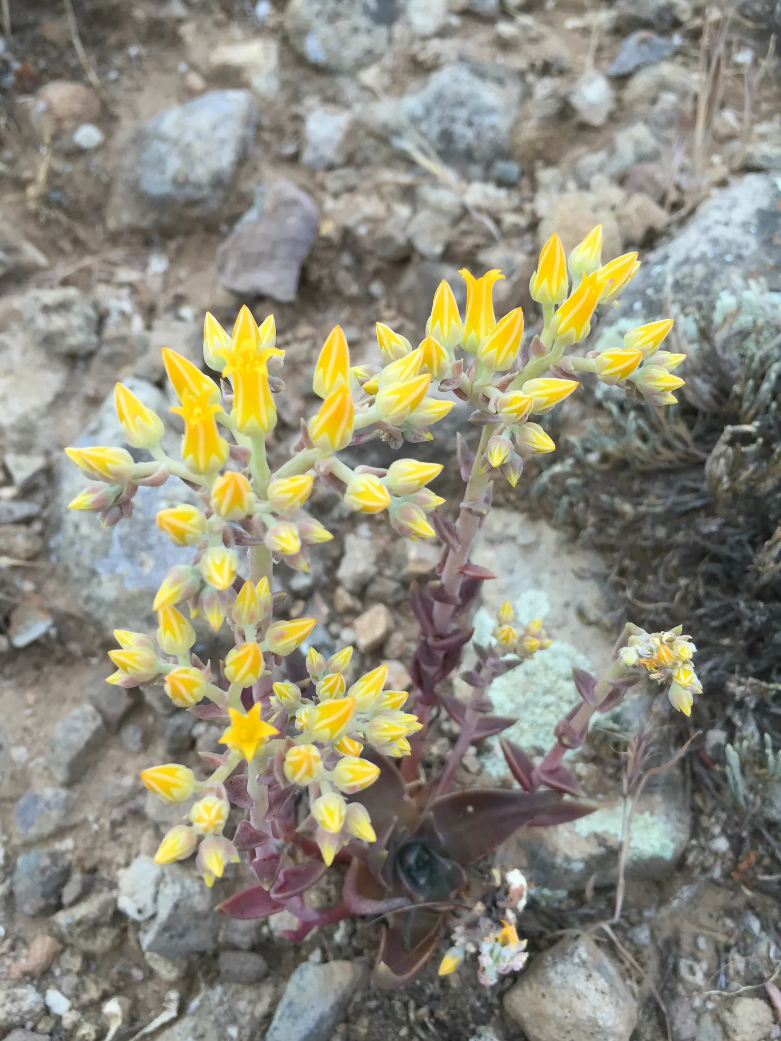 Canyon Live-Forever. (Dudleya Cymosa) — During the spring and early summer; indicating resilience against cooler temperatures
