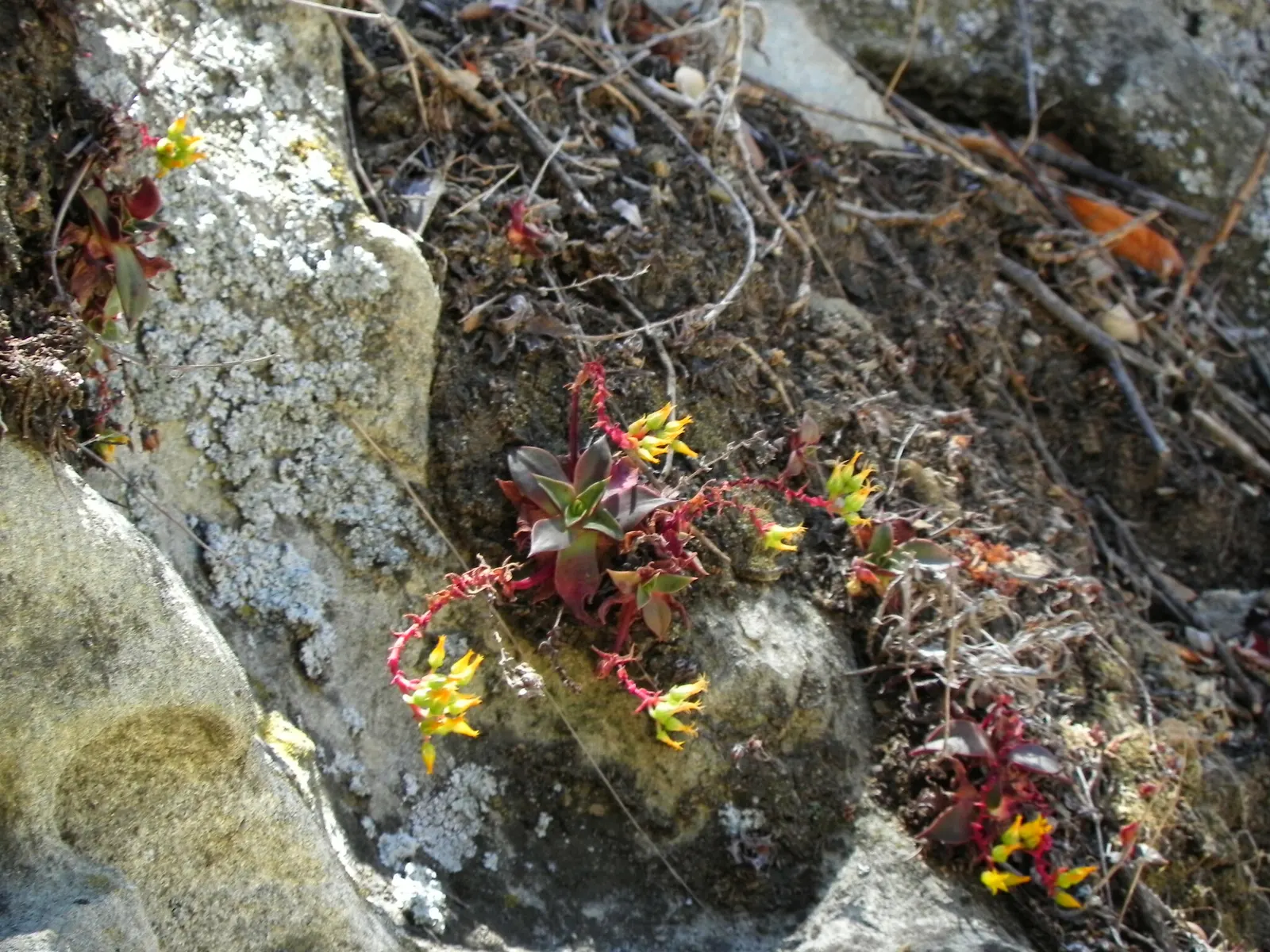 Canyon Live-Forever. (Dudleya Cymosa) — scientifically known as Dudleya cymosa; during the spring and early summer