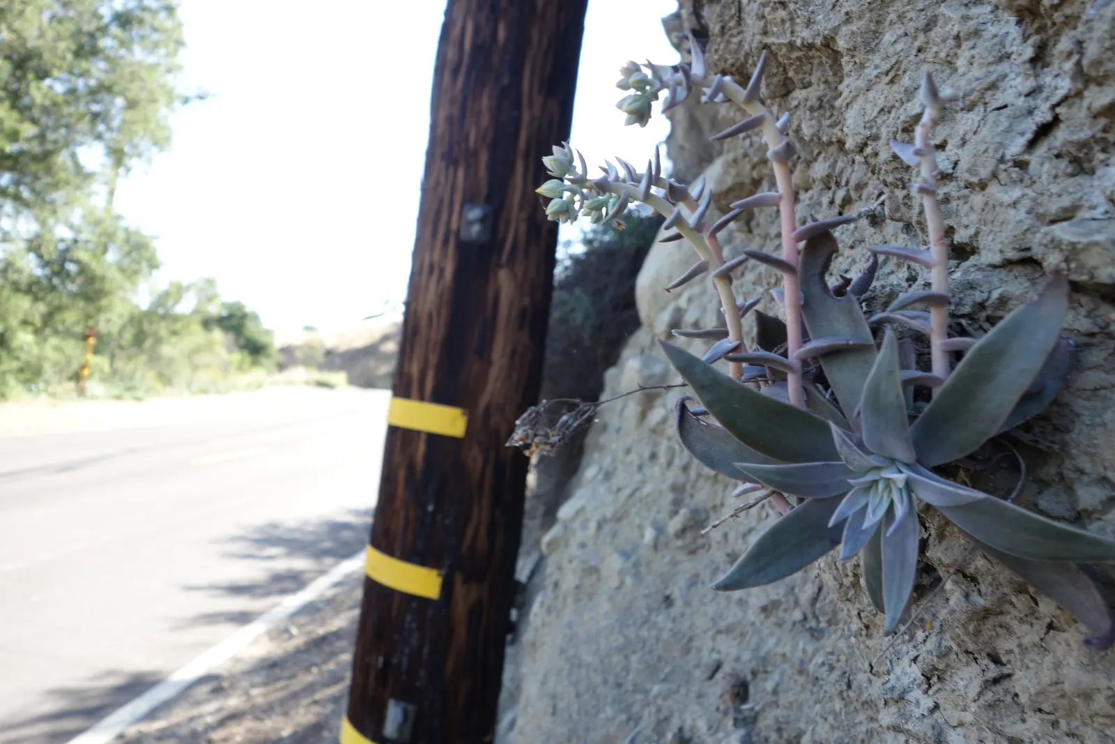 Canyon Live-Forever. (Dudleya Cymosa) — It is best used in rock gardens, as an accent in drought-tolerant landscapes, or on slopes for erosion, image 79