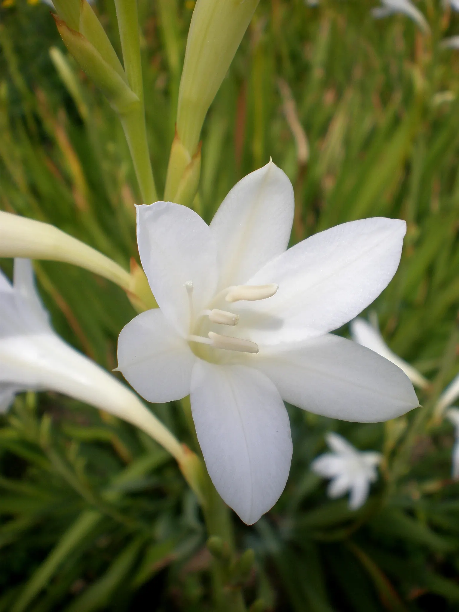 White Watsonia (Watsonia Strains White) — Space 18-24 inches apart for optimal growth