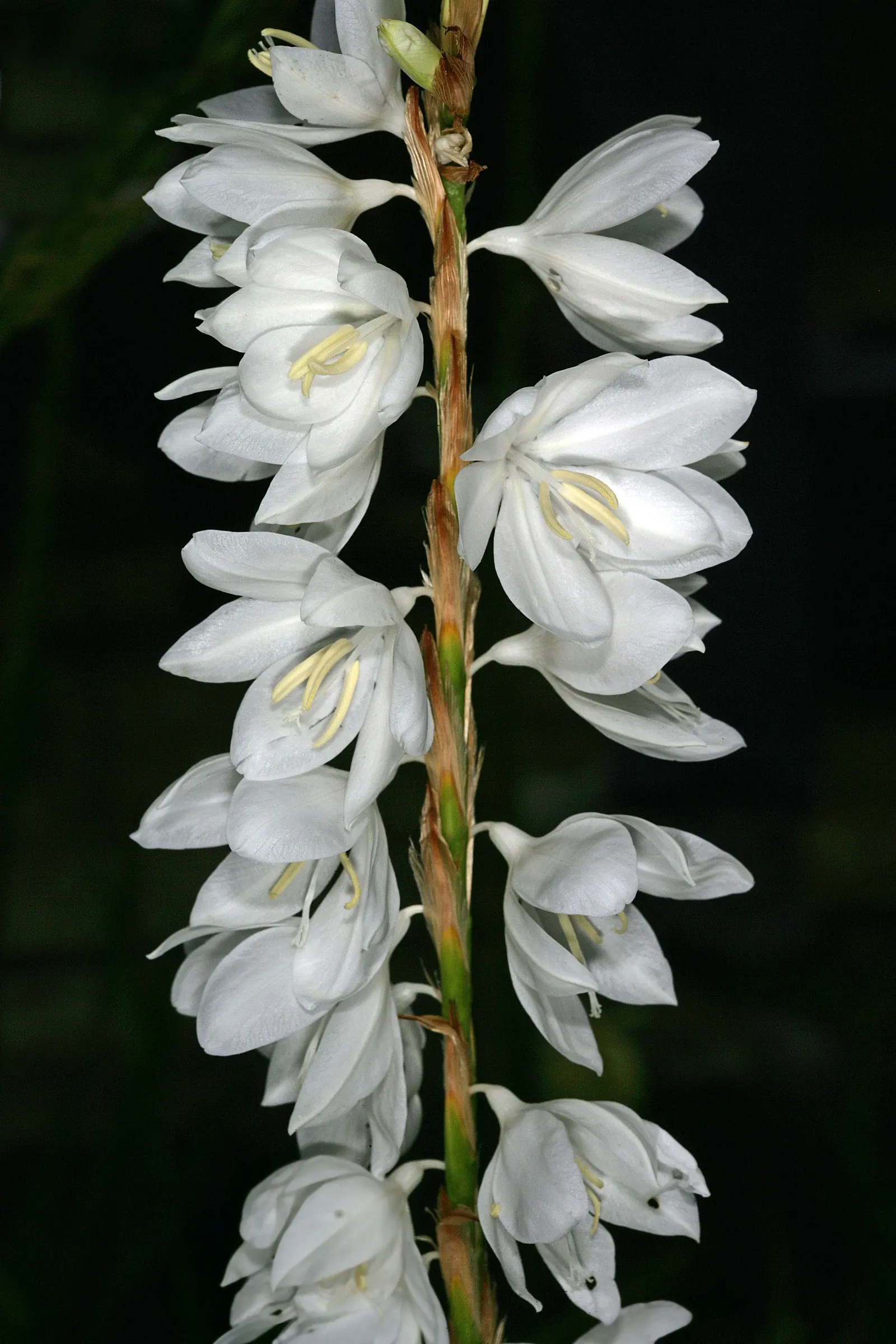 White Watsonia (Watsonia Strains White) — Reaching up to 5 feet tall, it thrives in full sun to partial shade and prefers well-drained soil