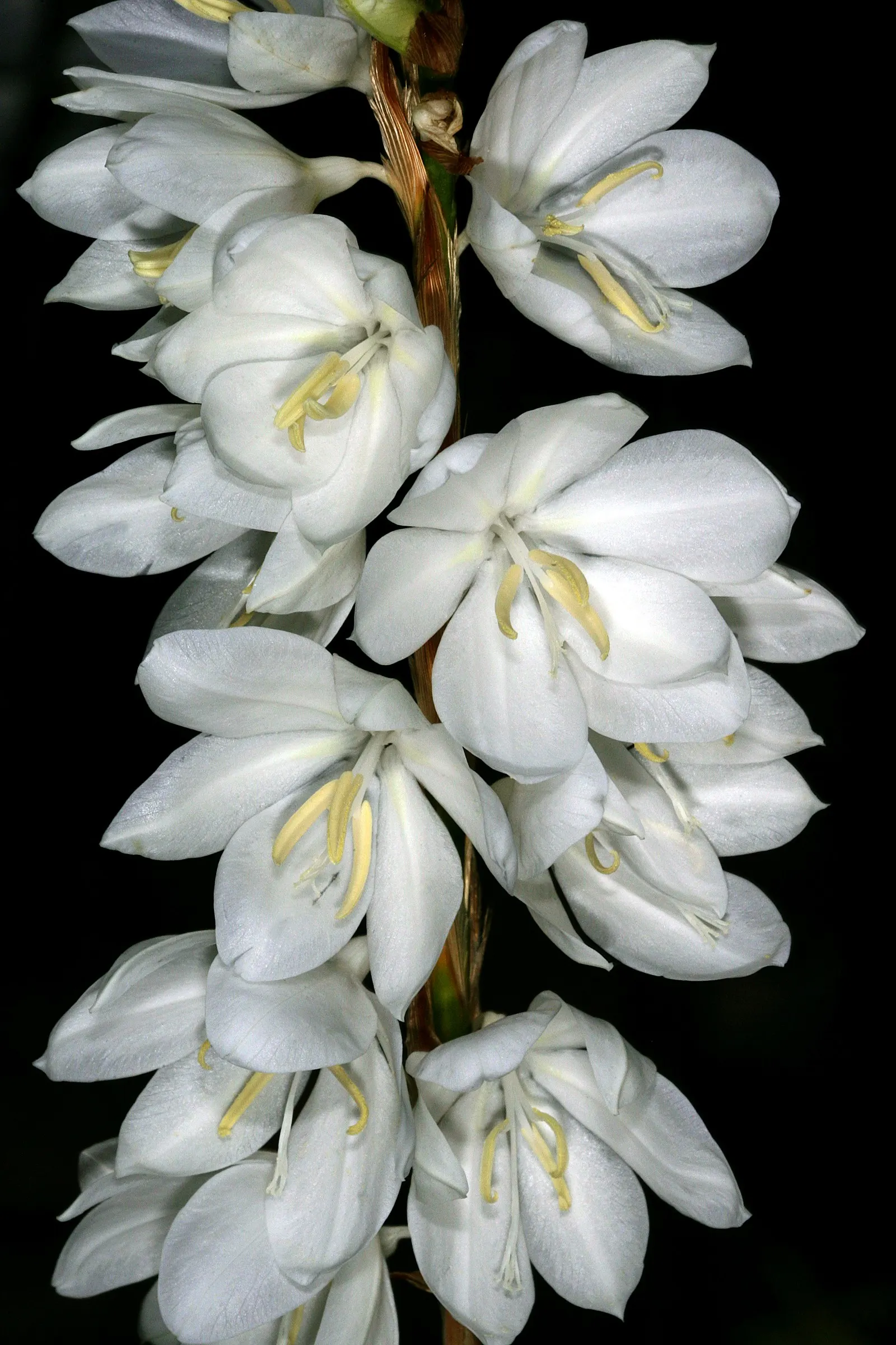 White Watsonia (Watsonia Strains White) — pure white blooms in late spring to summer