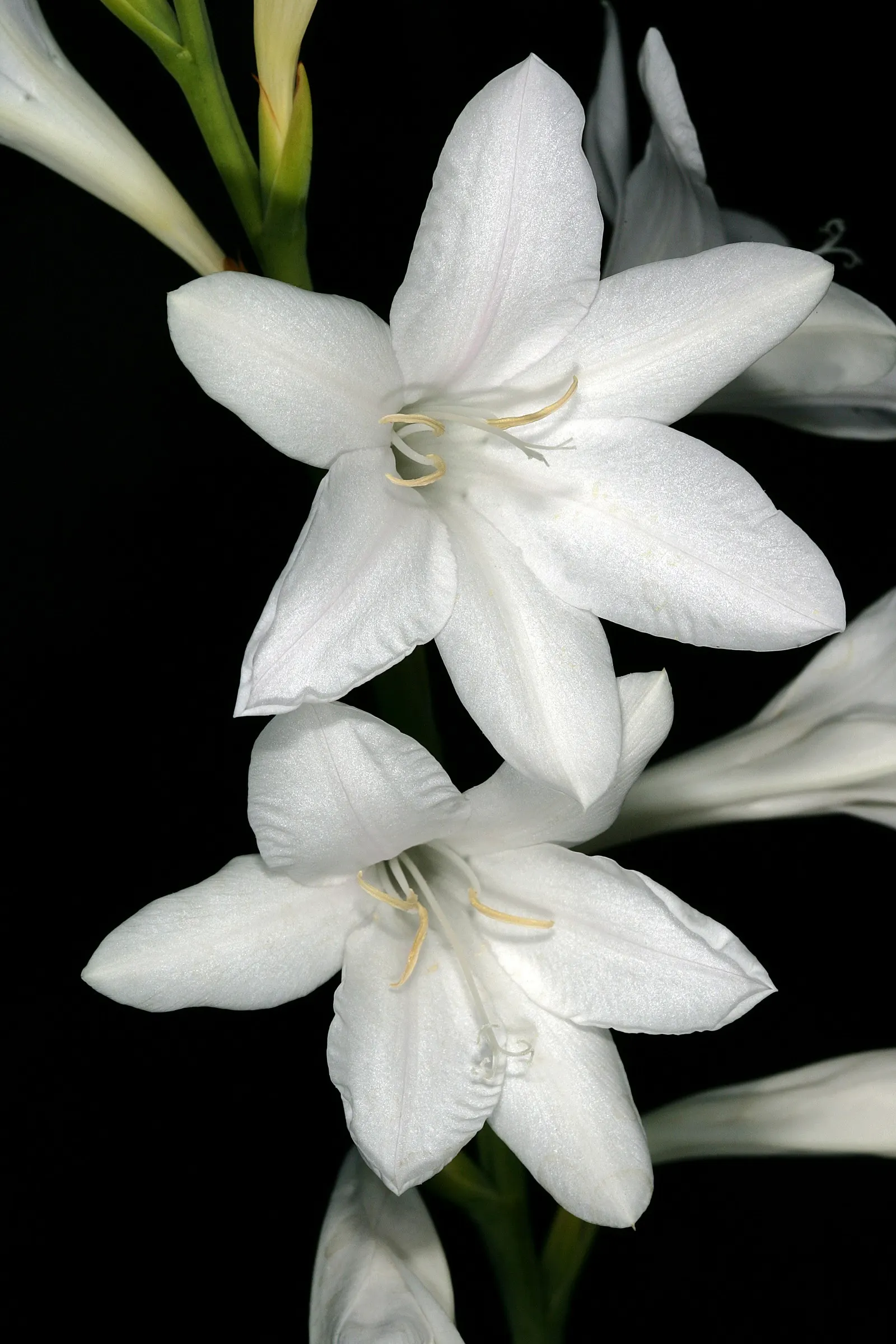White Watsonia (Watsonia Strains White) — Hardy in USDA zones 8-10, it adds vertical interest and a touch of refinement to garden beds and borders