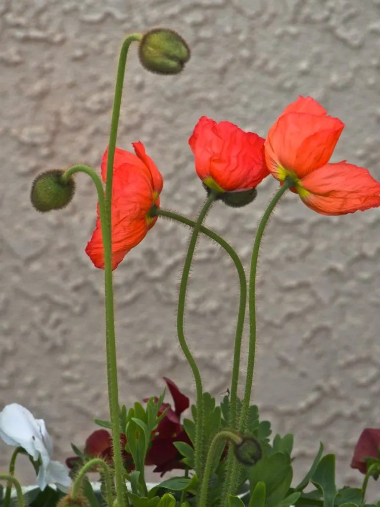 Arizona Poppy (Kallstroemia Grandiflora) — This annual herb thrives in USDA hardiness zones 9-11; scientifically referred to as Kallstroemia grandiflora