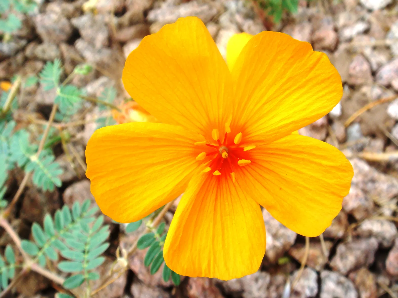 Arizona Poppy (Kallstroemia Grandiflora) — consider well-draining soils and full sun exposure to mimic its natural habitat