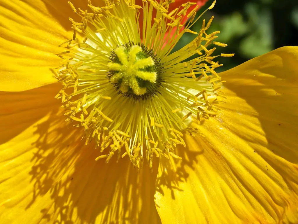 Arizona Poppy (Kallstroemia Grandiflora) — reaching a height of approximately 4 to 18 inches and spreading 12 to 24 inches wide