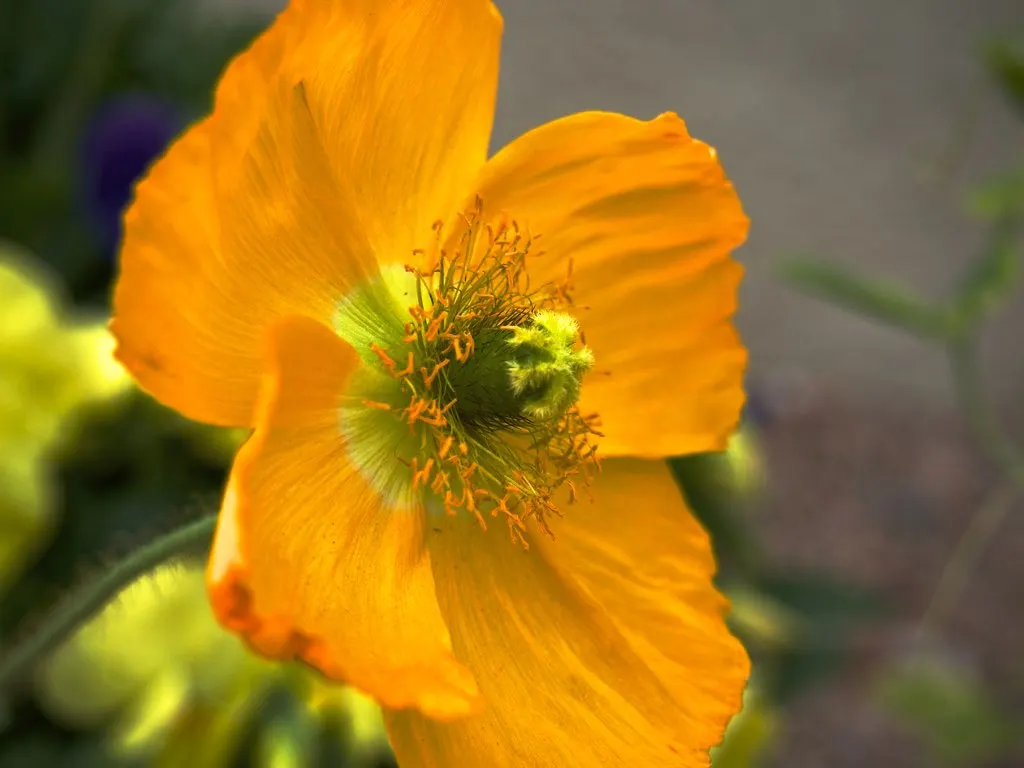 Arizona Poppy (Kallstroemia Grandiflora) — the Arizona Poppy boasts large yellow to orange flowers