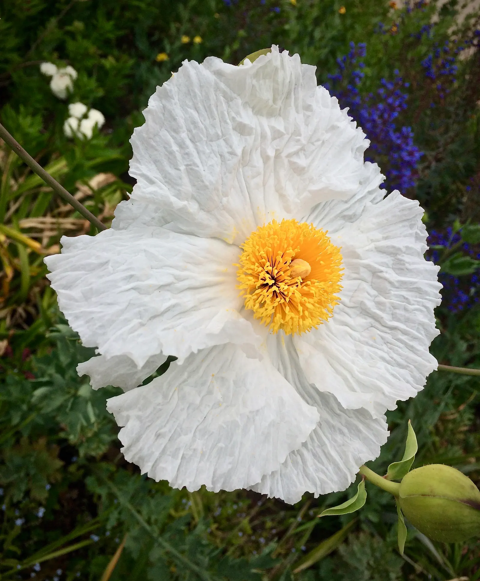 Arizona Poppy (Kallstroemia Grandiflora) — the Arizona Poppy boasts large yellow to orange flowers; yellow flowers in the garden