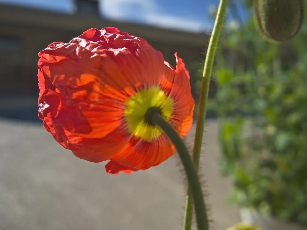 Arizona Poppy (Kallstroemia Grandiflora) — thrives in full sun and well-drained soils