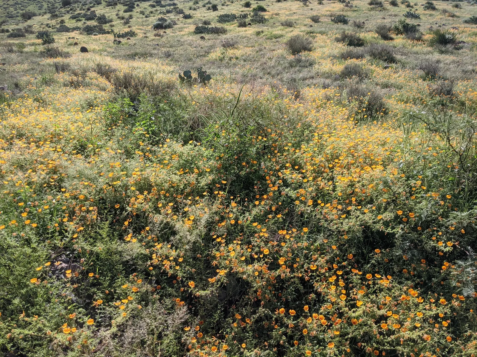 Arizona Poppy (Kallstroemia Grandiflora) — with each blossom measuring up to 2 to 3 inches across