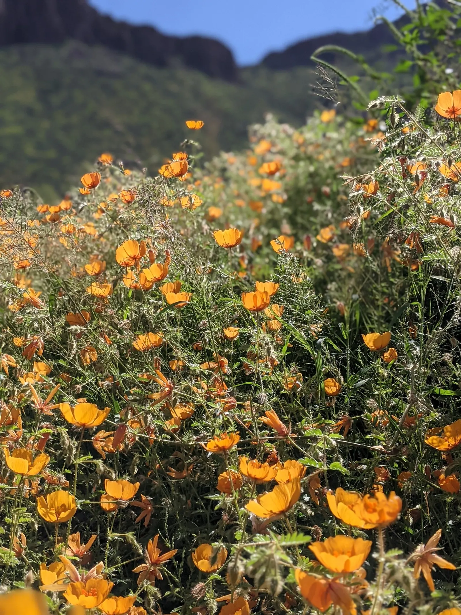 Arizona Poppy (Kallstroemia Grandiflora) — arid climate where it naturally occurs.<br><br>Characterized by its sprawling habit