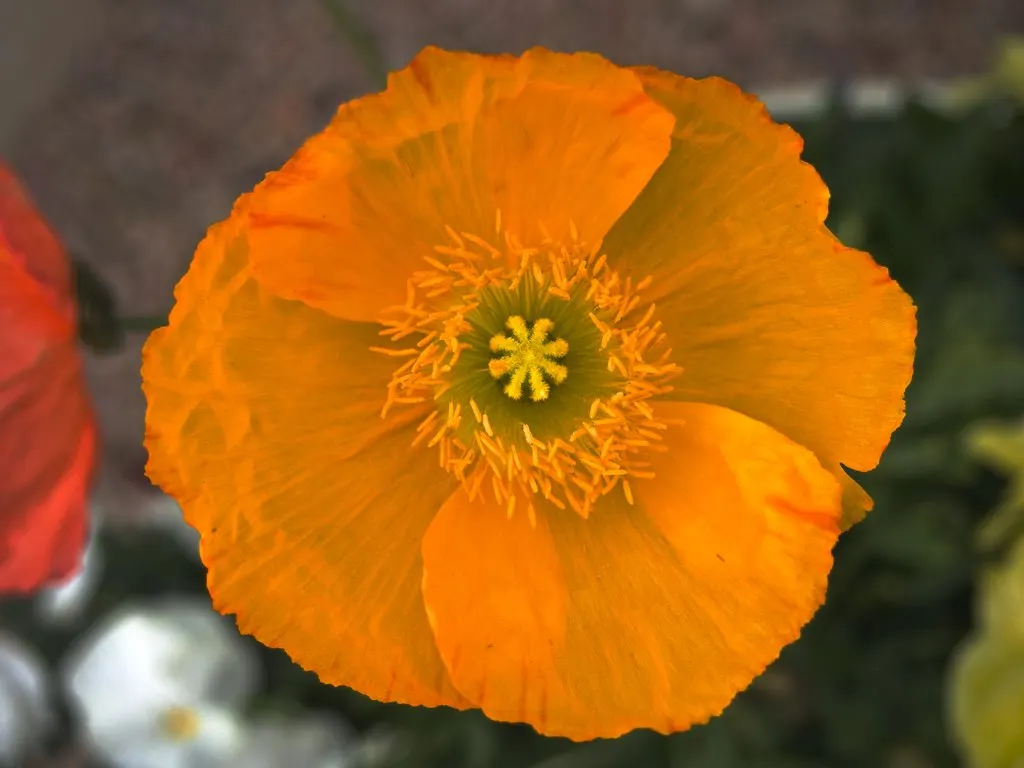 Arizona Poppy (Kallstroemia Grandiflora) — annual with yellow blooms