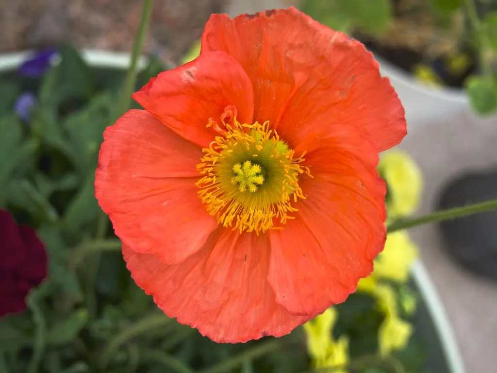 Arizona Poppy (Kallstroemia Grandiflora) — scientifically referred to as Kallstroemia grandiflora