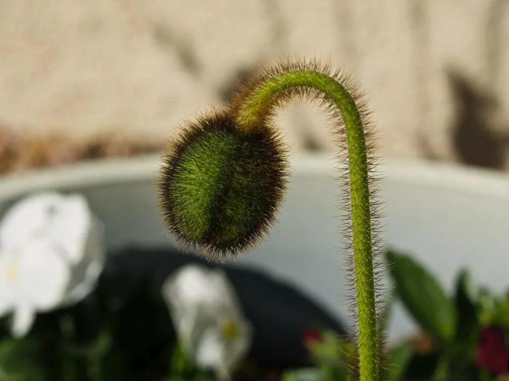 Arizona Poppy (Kallstroemia Grandiflora) — arid climate where it naturally occurs.<br><br>Characterized by its sprawling habit; kallstroemia grandiflora is an
