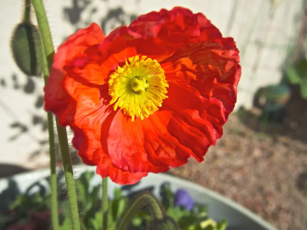 Arizona Poppy (Kallstroemia Grandiflora) — adding a burst of sun-kissed color and a wildflower aesthetic to their outdoor retreat