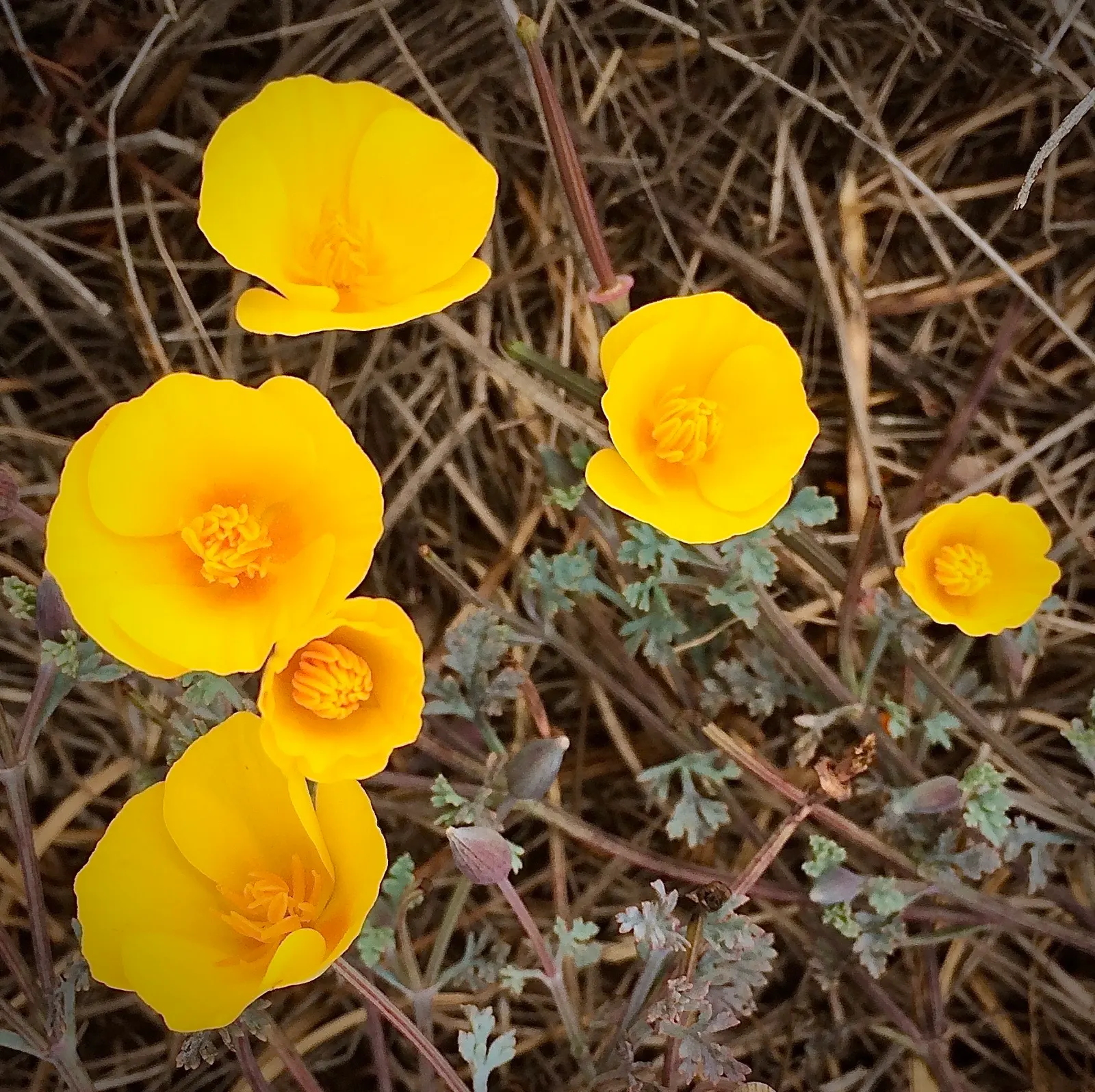 Arizona Poppy (Kallstroemia Grandiflora) — it's drought-tolerant and perfect for a desert-inspired landscape