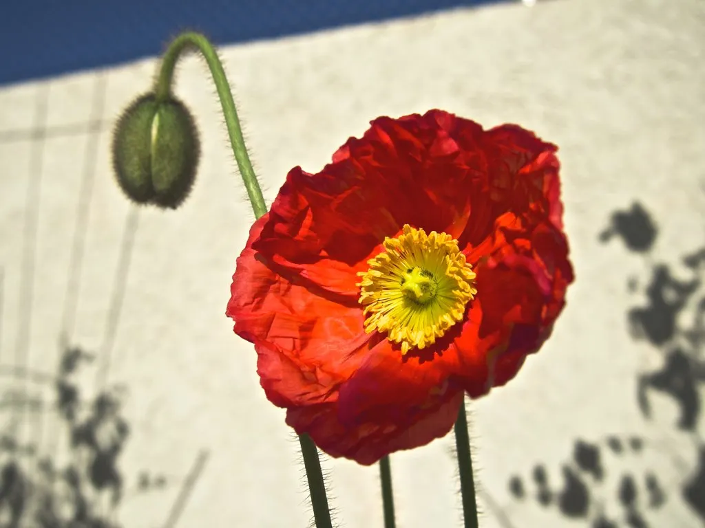 Arizona Poppy (Kallstroemia Grandiflora) — the flowers open in the morning and close by midday