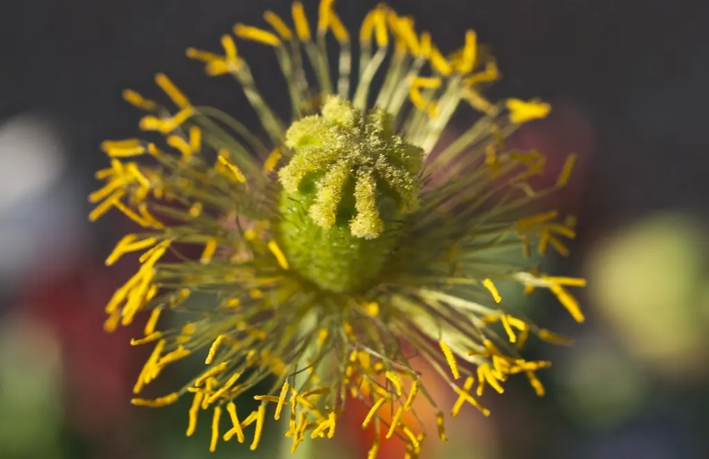 Arizona Poppy (Kallstroemia Grandiflora) — Its showy flowers attract a variety of pollinators