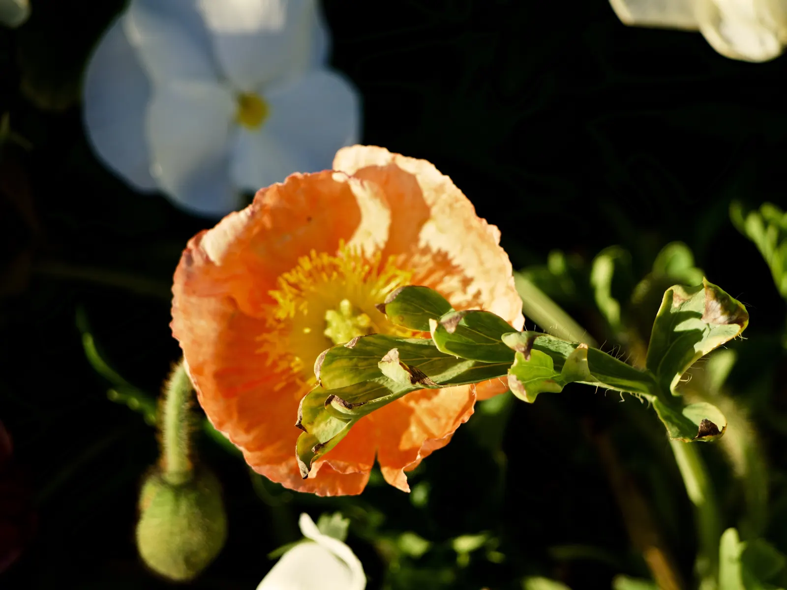 Arizona Poppy (Kallstroemia Grandiflora) — This annual herbaceous plant can spread to 2-3 feet, with fern-like foliage offering lush ground cover; consider