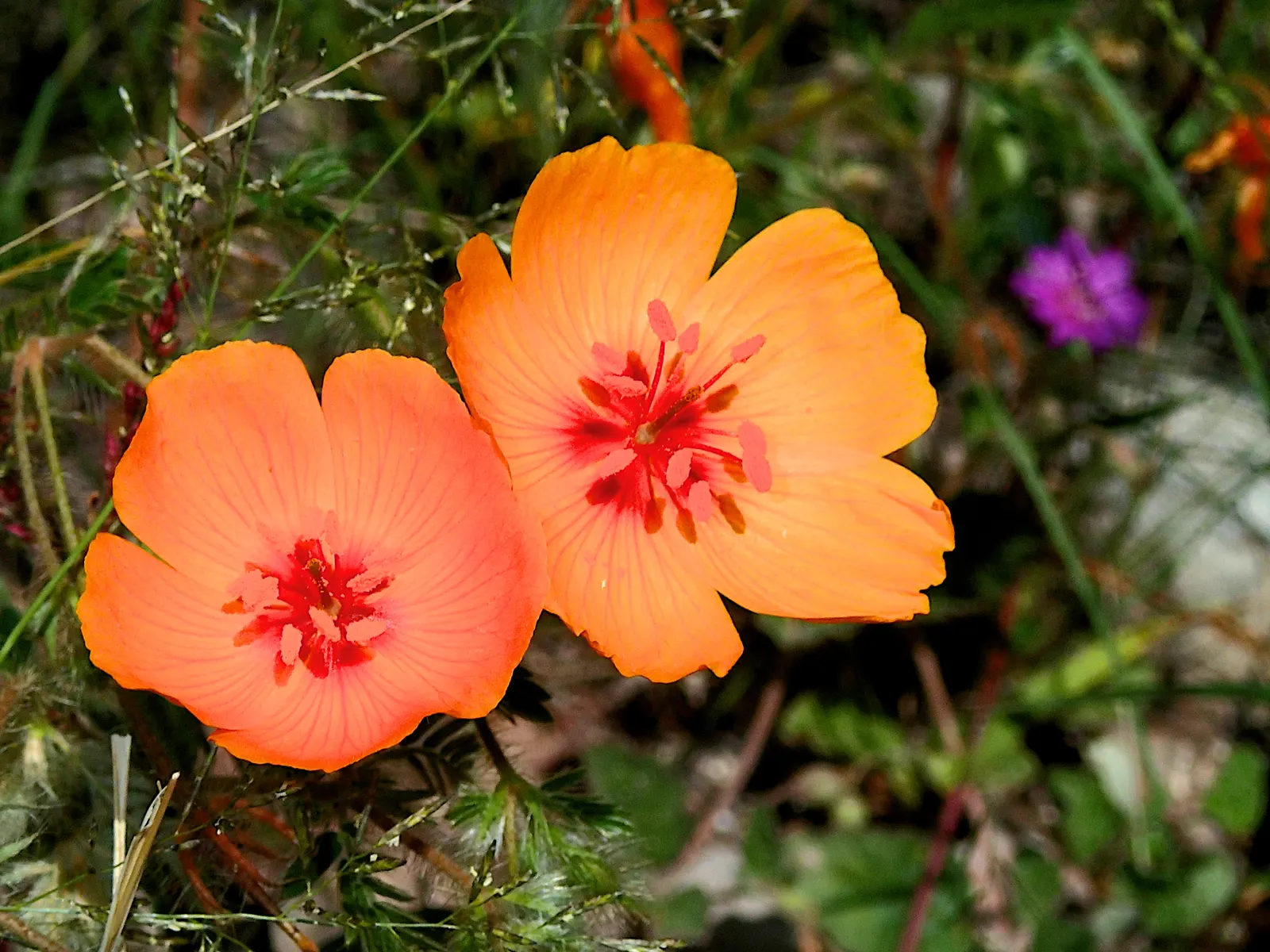 Arizona Poppy (Kallstroemia Grandiflora) — thrives in full sun and well-drained soils; blooming in summer to fall