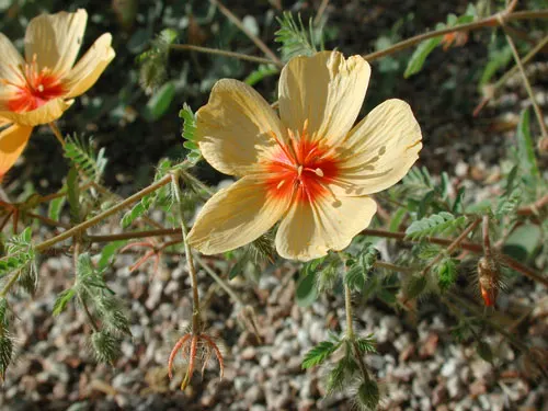 Arizona Poppy (Kallstroemia Grandiflora) — yellow flowers in the garden