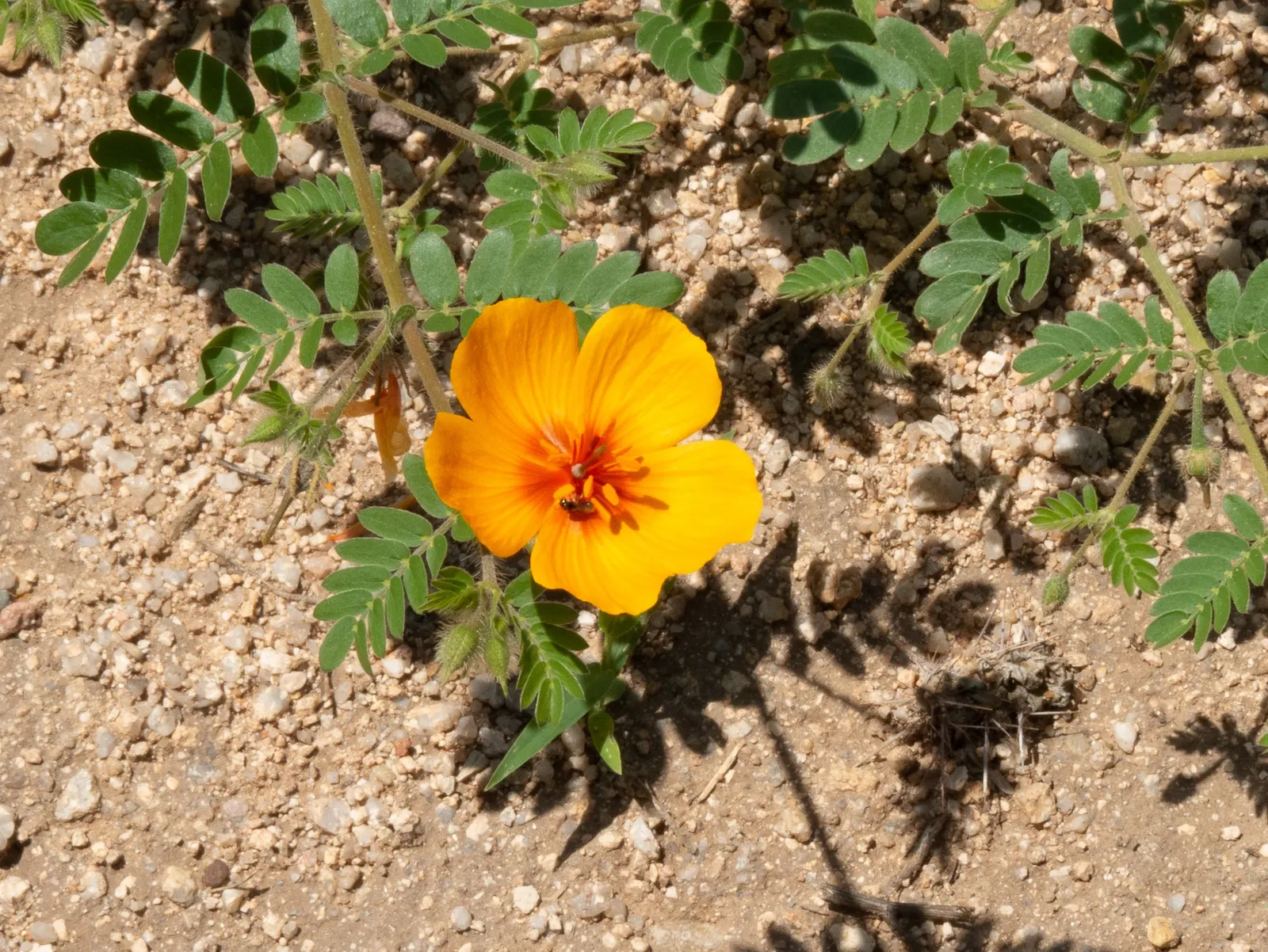 Arizona Poppy (Kallstroemia Grandiflora) — colorful display for arid garden zones