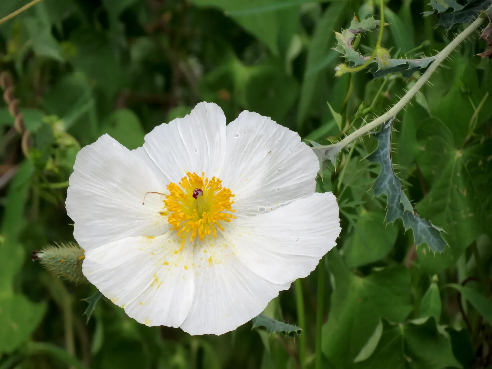 Arizona Poppy (Kallstroemia Grandiflora) — adding ecological value to the garden.<br><br>For a client seeking low-maintenance yet striking ground cover